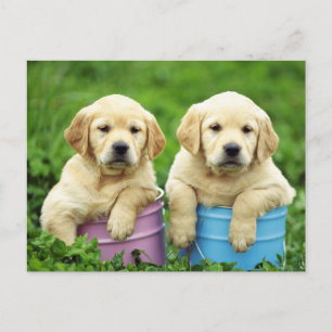 Carte postale de chien de marionnette de Labrador 