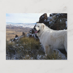 Carte postale de chien de montagne Majestic