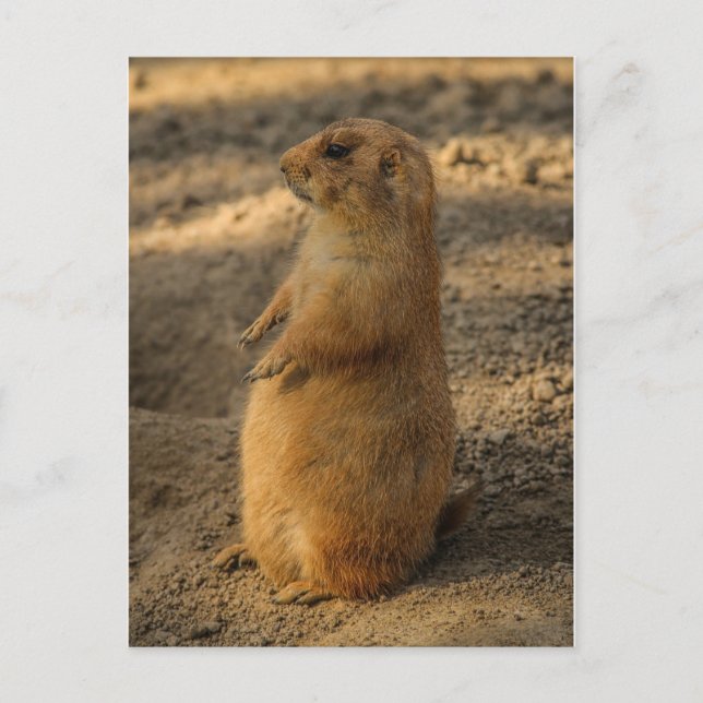 Carte postale de chien des Prairies (Devant)