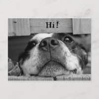 Carte postale de chien mou