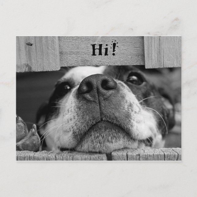 Carte postale de chien mou (Devant)