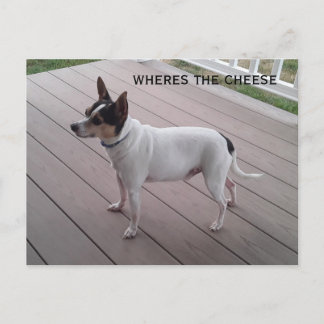 carte postale de chien pour chien de chihuahua
