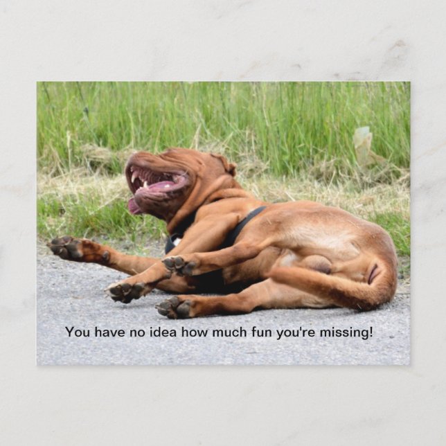 Carte postale de chien qui rit drôle (Devant)