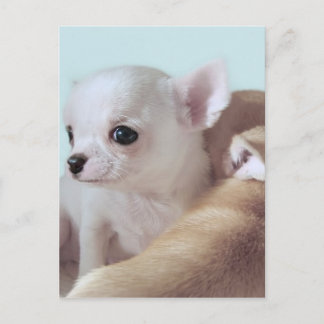 Carte postale de chihuahua