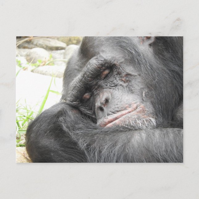 Carte postale de chimpanzé dormant (Devant)