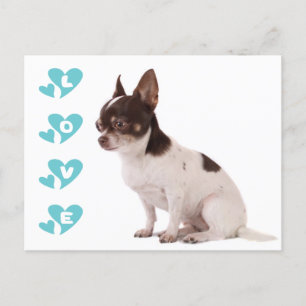 Carte postale de Chiot Chihuahua Love