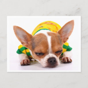 Carte postale de Chiot Chihuahua Love