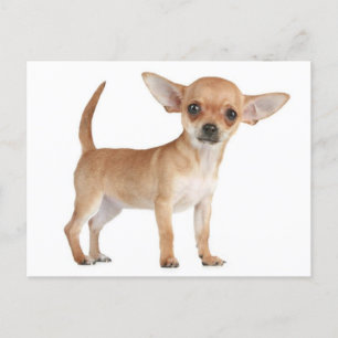 Carte postale de Chiot Chihuahua Love