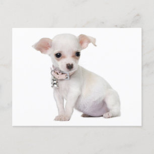 Carte postale de Chiot Chihuahua Love