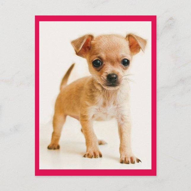 Carte postale de Chiot Chihuahua Love (Devant)