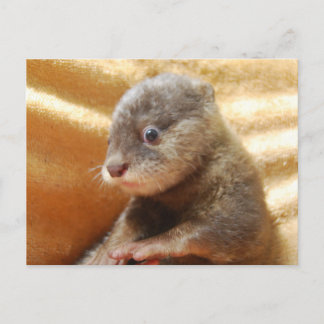 Carte postale de chiot de loutre de bébé