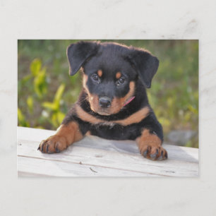 Carte postale de chiot Rottweiller