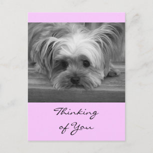 Carte postale de chiot Yorkshire Terrier "Thinking