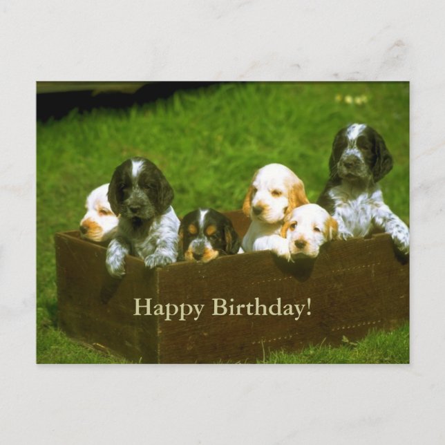 Carte postale de chiots doux (Devant)
