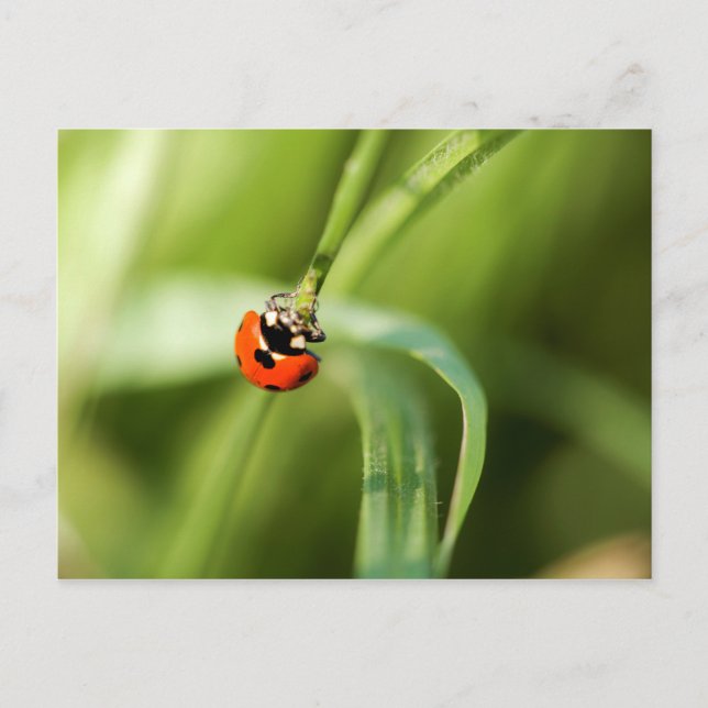 Carte postale de coccinelle à sept places (Devant)
