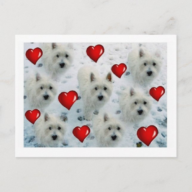 Carte postale de coeurs de Westie merci, (Devant)