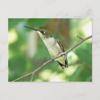 Carte postale de colibri à gorge rubis femelle.