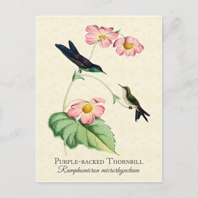 Carte postale de colibri d'art de colibri à bec ma (Devant)