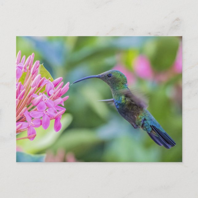 Carte postale de colibri gris vert (Devant)