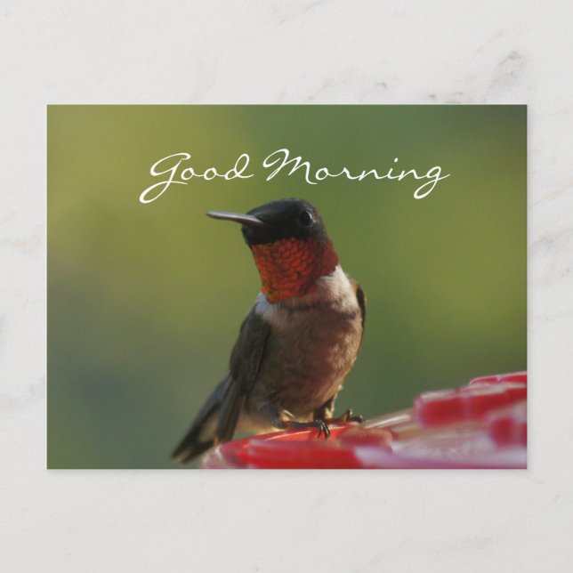 Carte postale de colibri masculin - personnaliser (Devant)