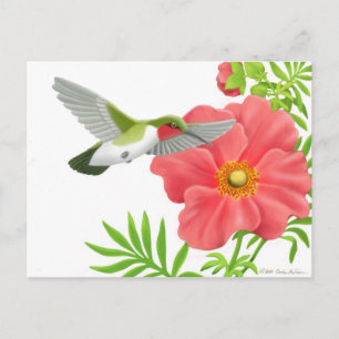 Carte postale de colibri Ruby Throsé