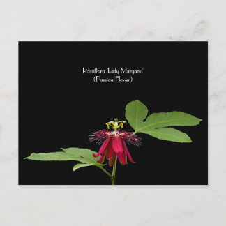 Carte postale de collection de la passion rouge ex