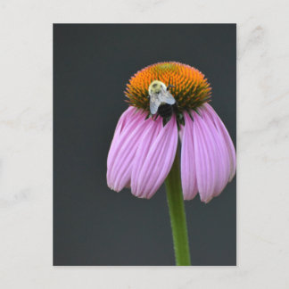 Carte postale de confleur pourpre d'Echinacea