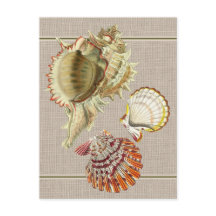 Carte postale de coquillages de plage vintage
