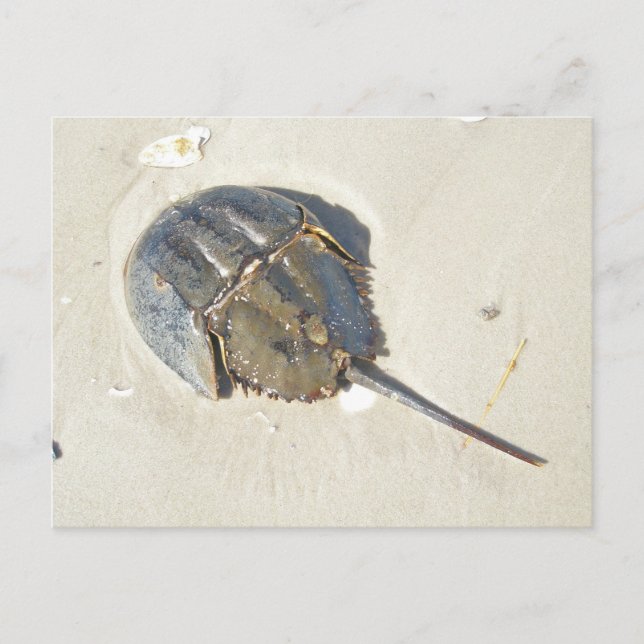 Carte postale de crabe en fer à cheval (Devant)