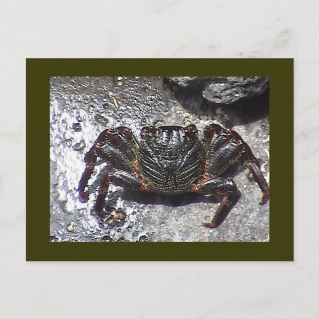 Carte postale de crabe noir (Devant)