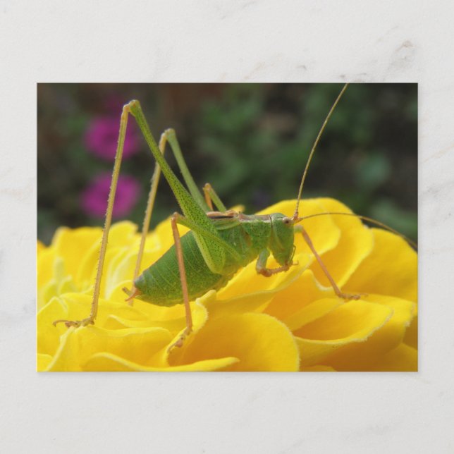 Carte postale de cricket Green Bush (Devant)