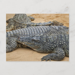 Carte postale de crocodiles