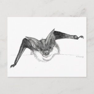 Carte postale de croquis de batte par Nicole Janes