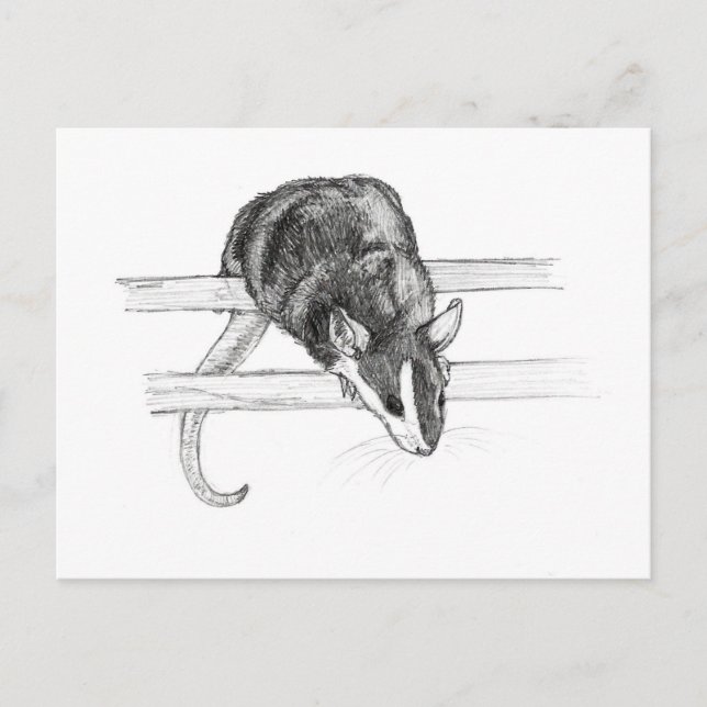 Carte postale de croquis de souris d'animal (Devant)