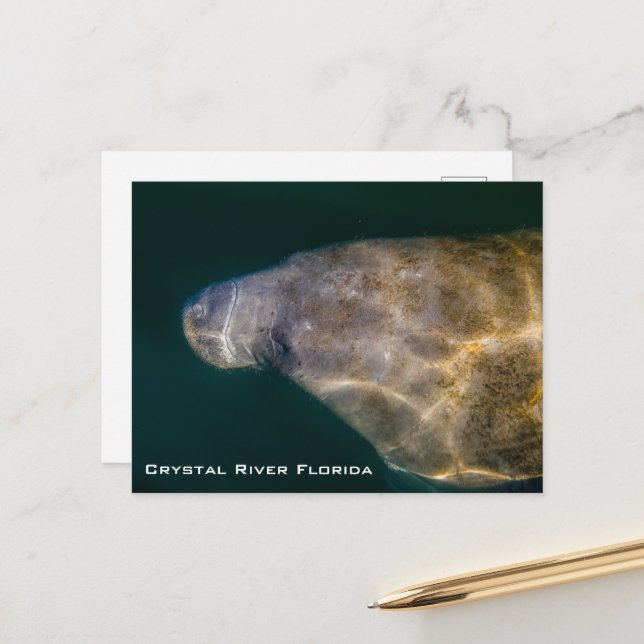 Carte postale de Crystal River Floride Manatee (Devant/Arrière en situation)