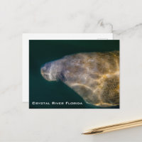 Carte postale de Crystal River Floride Manatee