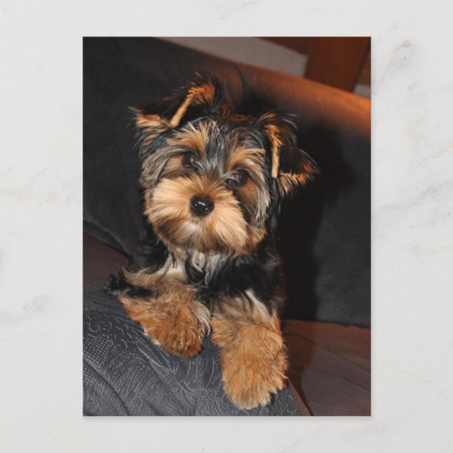 Carte postale de Cute Yorkshire Terrier Yorkie (Devant)