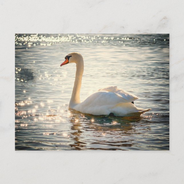 Carte postale de cygne (Devant)