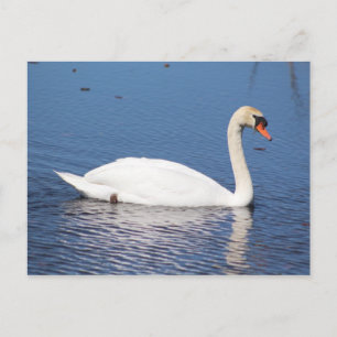 Carte postale de cygne