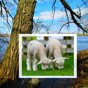Carte postale de deux agneaux paissant