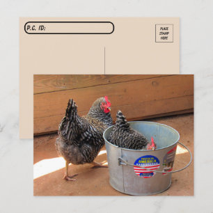 Carte postale de deux poulets sombres mignons