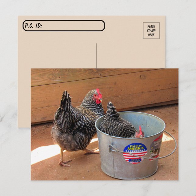 Carte postale de deux poulets sombres mignons (Devant / Derrière)