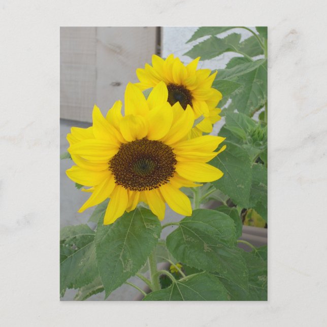 Carte postale de deux tournesols (Devant)