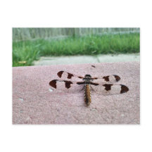 Carte postale de dragonfly Whitetail