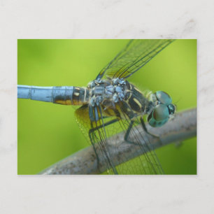Carte postale de Drogonfly.
