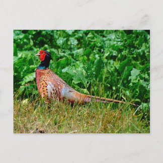 Carte postale de faisan