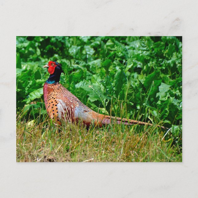 Carte postale de faisan (Devant)