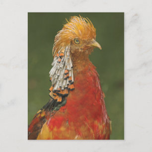Carte postale de faisan doré/chinois