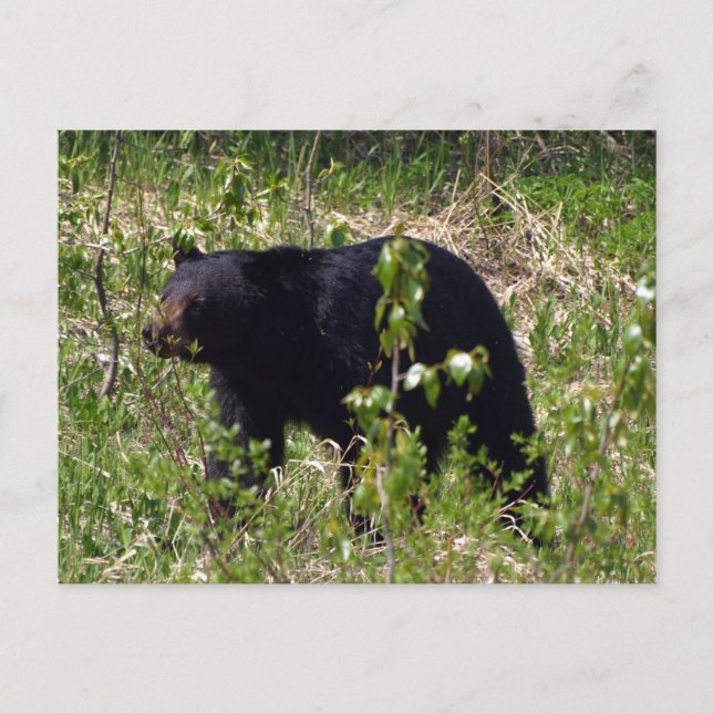Carte postale de faune d'ours noir (Devant)