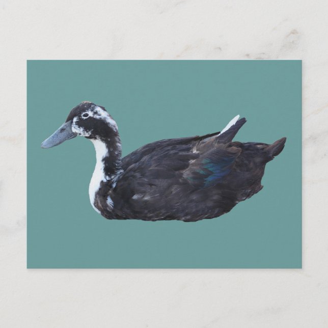 Carte postale de ferme de canard noir mignon (Devant)